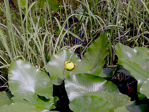 21. Nuphor variegata yellow pond lilly BB August 2 2004