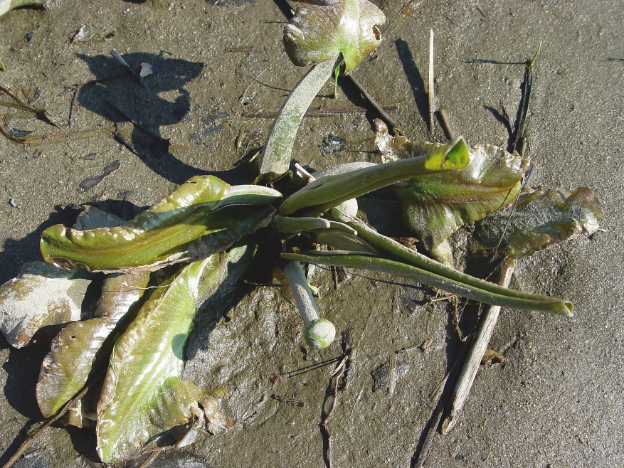 23. Nuphor variegata Yellowpond illy Early May 12 2004