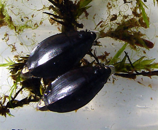 47. Whirligig Beetles LR June 21 2004