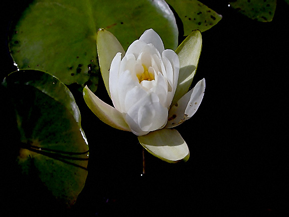 24. Nymphaea odorata f2 fragrant water lily