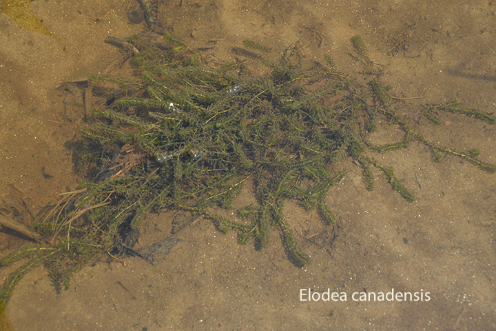 Elodea canadensis Baybridge Androscoggin Vegetation 7 31 2014 (94)