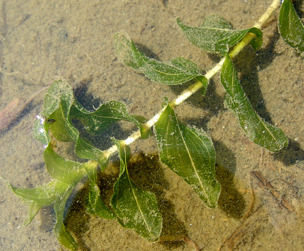 Pondweed (Clasping) Potamogeton perfoliatus BB August 3 2004