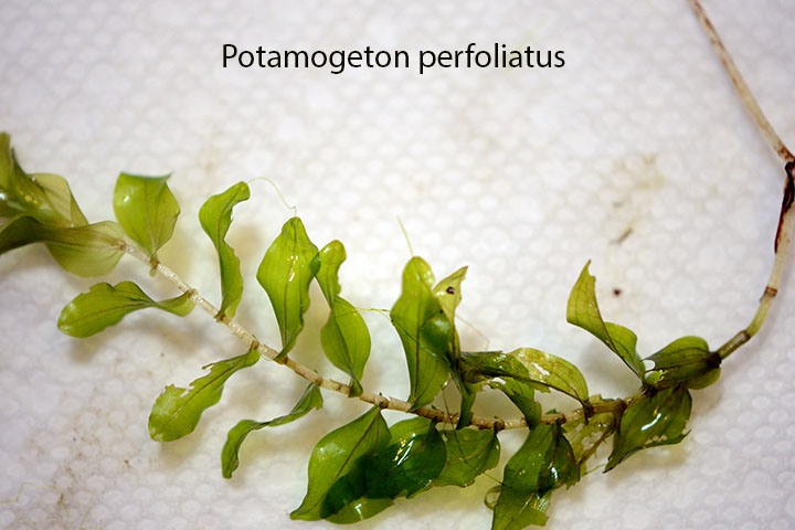 Pondweed (Perfoliate) Potamogeton perfoliatus Dresden Intertidal 9 2 20o12 (2)