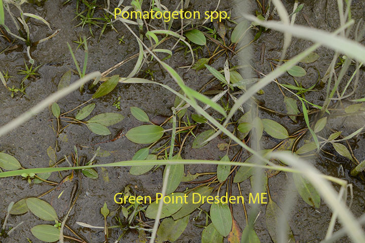 Pondweed Potamogeton spp