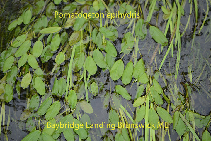 Pondweed (Ribbon-leaf) Potamogeton epihydrus Baybridge Landing Aug 10 2012 (93)