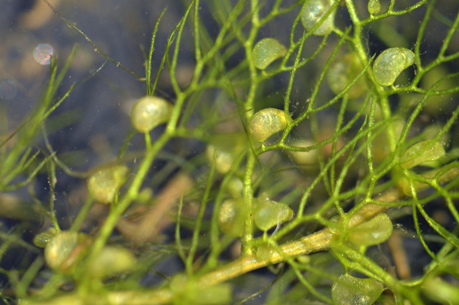 Utricularia macrorhiza Baybridge Intertidal 8 19 2014 (3)