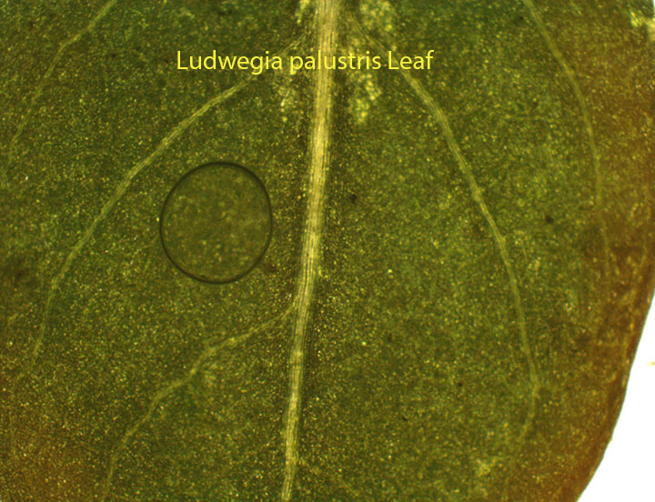 Water Purselane Ludwigia palustris X40 9 1 2012