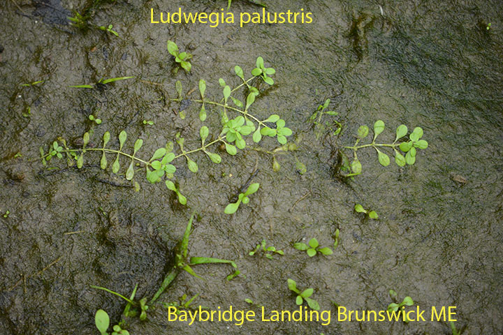 Water Purslane Ludwigia palustris Baybridge Landing Aug 10 2012 (70)