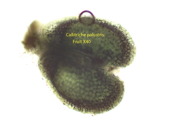 Water Starwort Fruit Callitriche palustris X100 Baybridge Aug 13 2012