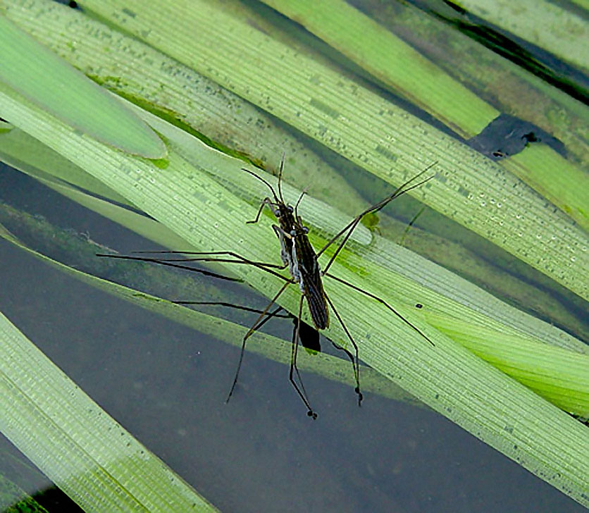Waterstrider s mating on Wild celery Excellent BB August 16 2004