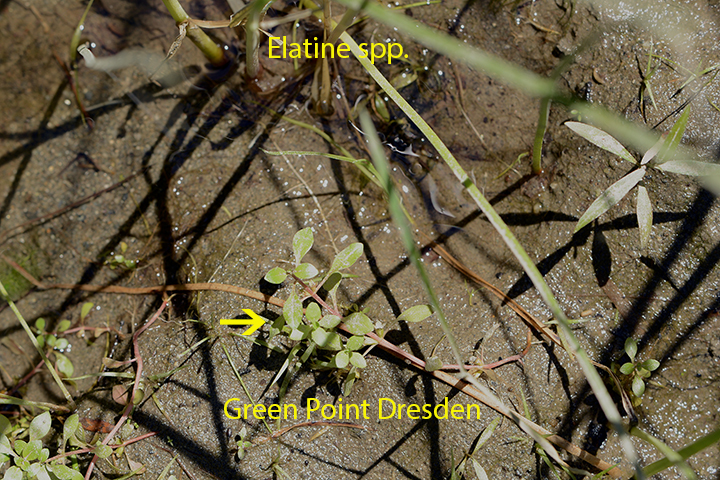 Waterwort Elatine americana Green Point 8 7 2012 (195)