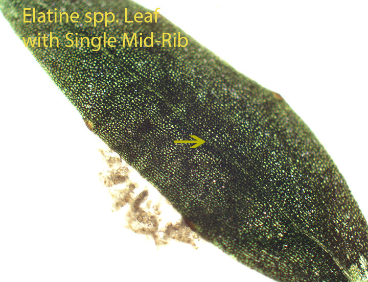 Waterwort Elatine spp Leaf with Central Mid-Rib