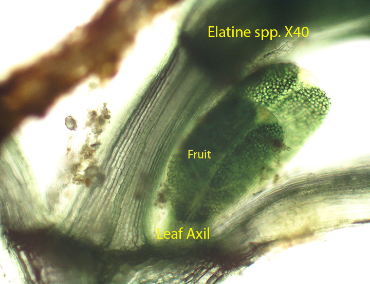 Waterwort Elatine spp